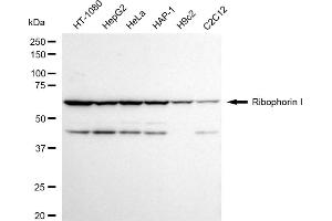 Western blotting analysis using Ribophorin I antibody (ABIN7800214).