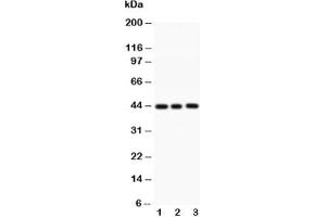Caspase-1 antibody and 1. (Caspase 1 抗体  (AA 249-262))