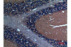 Immunohistochemistry (IHC) analysis of paraffin-embedded Rat Brain, antibody was diluted at 1:100. (SCG3 抗体  (N-Term))