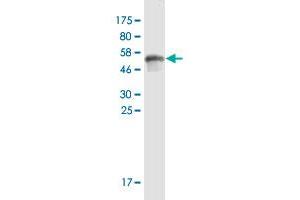 Western Blot detection against Immunogen (51.