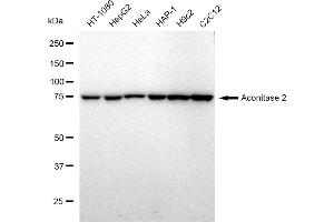Western blotting analysis using Aconitase 2 antibody (ABIN7797450). (Recombinant ACO2 抗体)