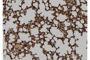 ABIN6267076 at 1/100 staining Mouse lung tissue by IHC-P. (c-FOS 抗体  (pSer32))