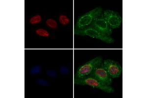 ABIN7093969 and ABIN7098013 staining Hela cells by IF/ICC. (QKI 抗体  (N-Term))
