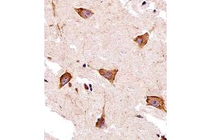 Immunohistochemical analysis of paraffin-embedded H. (GPR58 抗体  (N-Term))