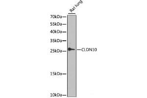 Western blot analysis of extracts of Rat lung using CLDN10 Polyclonal Antibody at dilution of 1:1000. (CLDN10 抗体)