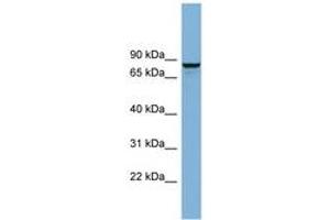 Image no. 1 for anti-Golgi-Associated, gamma Adaptin Ear Containing, ARF Binding Protein 3 (GGA3) (AA 179-228) antibody (ABIN6741981) (GGA3 抗体  (AA 179-228))