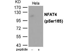 Western blot analysis of extracts from Hela cells using NFAT4 (Phospho-Ser165) Antibody. (NFATC3 抗体  (pSer165))