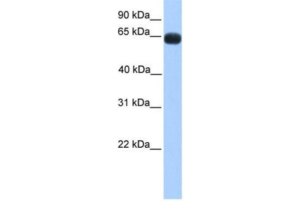 ZNF100 Antikörper  (N-Term)