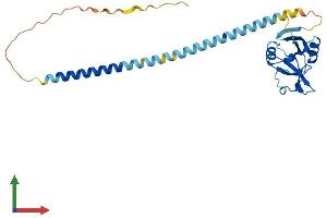Protein Structure (PS) image for Killer Cell Lectin-Like Receptor, Subfamily A, Member 1 (KLRA1) (AA 1-262) protein (His tag) (ABIN7562953)