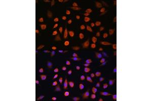 Immunofluorescence analysis of L929 cells using EDEM2 Rabbit pAb (ABIN7267004) at dilution of 1:100. (EDEM2 抗体  (AA 399-578))