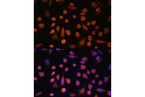 Immunofluorescence analysis of L929 cells using EDEM2 Rabbit pAb (ABIN7267004) at dilution of 1:100. (EDEM2 抗体  (AA 399-578))