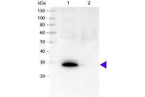 Western blot of Biotin conjugated Goat Anti-Human κ secondary antibody. (山羊 anti-人 Immunoglobulin kappa Chain Complex (Igk) (Light Chain) Antibody (Biotin) - Preadsorbed)