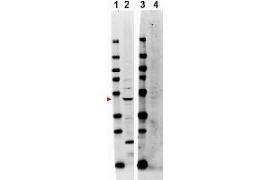Image no. 1 for anti-TNF Receptor-Associated Factor 2 (TRAF2) (Internal Region) antibody (ABIN401469) (TRAF2 抗体  (Internal Region))