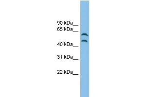 WB Suggested Anti-CSK Antibody Titration: 0. (CSK 抗体  (Middle Region))