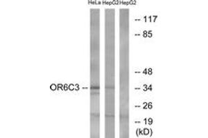 Western blot analysis of extracts from HeLa/HepG2 cells, using OR6C3 Antibody. (OR6C3 抗体  (AA 228-277))