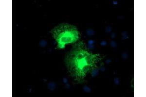 Anti-PSMD2 mouse monoclonal antibody (ABIN2454809) immunofluorescent staining of COS7 cells transiently transfected by pCMV6-ENTRY PSMD2 (RC203204). (PSMD2 抗体)