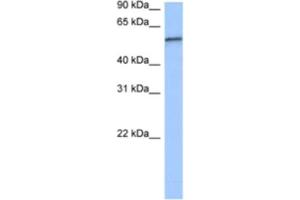 Western Blotting (WB) image for anti-RNA Pseudouridylate Synthase Domain Containing 2 (RPUSD2) antibody (ABIN2462339) (RPUSD2 抗体)