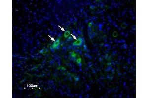 Expression of δ opioid receptor (DOR-1) in rat spinal cord - Immunohistochemical staining of rat spinal cord frozen section using Anti-δ-Opioid Receptor (OPRD1) (extracellular) Antibody (ABIN7043401, ABIN7044891 and ABIN7044892), (1:100), followed by goat-anti-rabbit AlexaFluor-488 secondary antibody (green). (OPRD1 抗体  (Extracellular, N-Term))