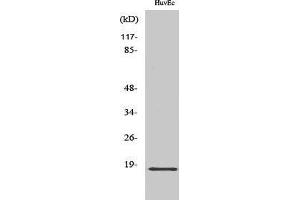 Western Blotting (WB) image for anti-Zinc Finger, HIT-Type Containing 1 (ZNHIT1) (Internal Region) antibody (ABIN6283850)