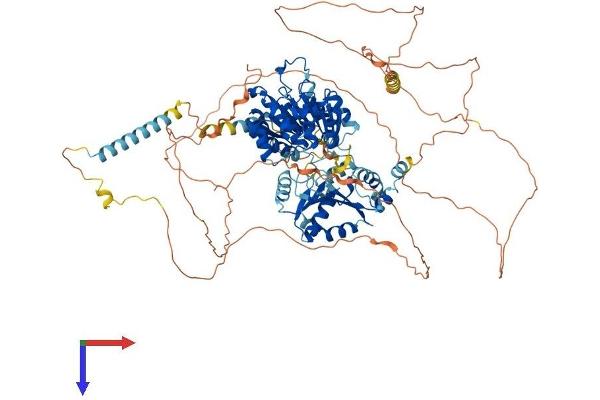 DDX42 Protein (AA 1-938) (His tag)