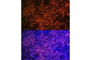 Immunofluorescence analysis of mouse spleen using CD79B Rabbit mAb (ABIN1682474, ABIN3018855, ABIN3018856 and ABIN7101674) at dilution of 1:100 (40x lens). (CD79b 抗体)