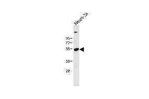 Anti-CLN3 Antibody (Center) at 1:1000 dilution + Neuro-2a whole cell lysate Lysates/proteins at 20 μg per lane. (CLN3 抗体  (AA 250-284))