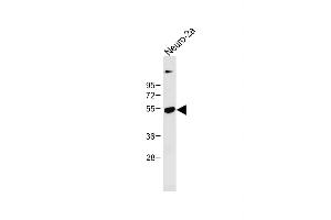 Anti-CLN3 Antibody (Center) at 1:1000 dilution + Neuro-2a whole cell lysate Lysates/proteins at 20 μg per lane. (CLN3 抗体  (AA 250-284))