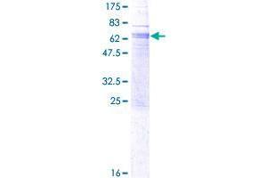 GPR162 Protein (AA 1-304) (GST tag)