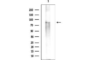 anti-Phosphoinositide-3-Kinase, Regulatory Subunit 6 (PIK3R6) (C-Term) antibody