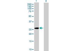 Western Blot analysis of PAFAH1B3 expression in transfected 293T cell line by PAFAH1B3 MaxPab polyclonal antibody. (PAFAH1B3 抗体  (AA 1-231))