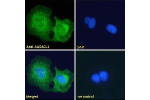 ABIN238671 Immunofluorescence analysis of paraformaldehyde fixed U2OS cells, permeabilized with 0. (NCEH1 抗体  (C-Term))
