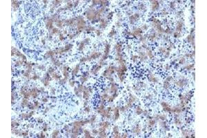 Immunohistochemical staining (Formalin-fixed paraffin-embedded sections) of human fetal liver with GPC3 recombinant monoclonal antibody, clone GPC3/1534R . (Recombinant Glypican 3 抗体)