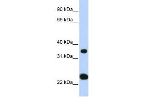 Western Blotting (WB) image for anti-Solute Carrier Family 25, Member 35 (SLC25A35) antibody (ABIN2458821)