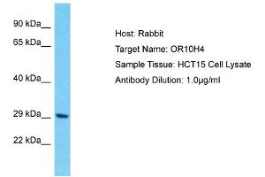 Western Blotting (WB) image for anti-Olfactory Receptor, Family 10, Subfamily H, Member 4 (OR10H4) (Middle Region) antibody (ABIN2791815)