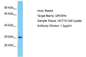Host: Rabbit Target Name: OR10H4 Sample Type: HCT15 Whole Cell lysates Antibody Dilution: 1. (OR10H4 抗体  (Middle Region))