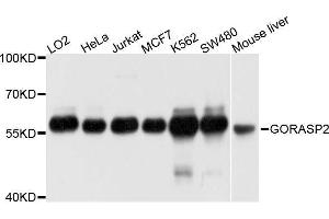 Western blot analysis of extracts of various cell lines, using GORASP2 antibody. (GORASP2 抗体  (AA 353-452))