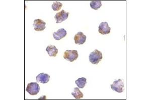 Immunocytochemistry of Raptor in L1210 cells with this product at 10 μg/ml. (RAPTOR 抗体  (C-Term))