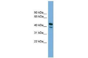 CD209 antibody used at 0. (DC-SIGN/CD209 抗体  (N-Term))
