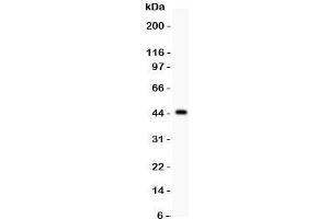 Western blot testing of HNF1A antibody and recombinant human protein (0. (HNF1A 抗体  (AA 431-631))