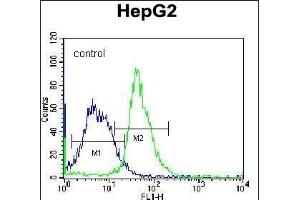 G8b(M1LC3B) Antibody (N-term T29) 12484a flow cytometric analysis of K562 cells (right histogram) compared to a negative control cell (left histogram). (APG8b (AA 9-33), (N-Term) 抗体)