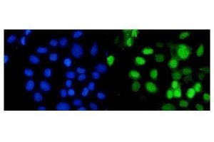 IF analysis of RbAp48 using anti-RbAp48 antibody (ABIN3043920).