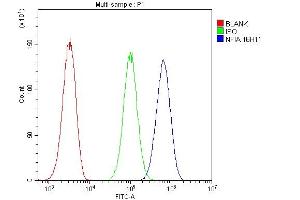 Flow Cytometry analysis of U20S cells using anti- NFIA antibody (ABIN6719349). (NFIA 抗体  (Middle Region))