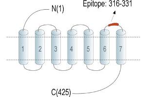 Representative domain view of the target of ABIN7885173.