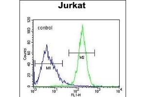 CWC22 Antibody (N-term) (ABIN654743 and ABIN2844428) flow cytometric analysis of Jurkat cells (right histogram) compared to a negative control cell (left histogram). (CWC22 抗体  (N-Term))