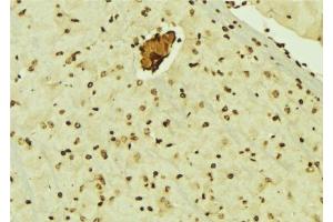 ABIN6276510 at 1/100 staining Mouse brain tissue by IHC-P. (CBX5 抗体  (Internal Region))