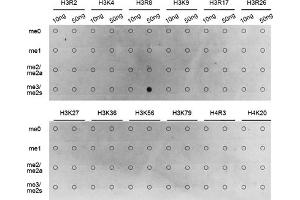 Dot-blot analysis of all sorts of methylation peptides using Symmetric DiMethyl-Histone H3-R8 antibody (ABIN3016056, ABIN3016057, ABIN3016058, ABIN1680222 and ABIN6219535). (Histone 3 抗体  (H3R8me2))