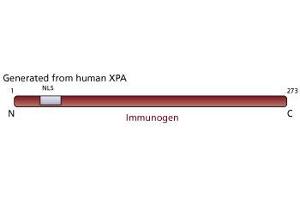 Image no. 1 for anti-Xeroderma Pigmentosum, Complementation Group A (XPA) antibody (ABIN967532) (XPA 抗体)