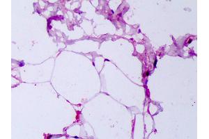 Anti-Adiponectin antibody IHC of human breast, adipocytes. (ADIPOQ 抗体)