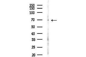 anti-Protein Kinase C, iota (PRKCI) (Internal Region) antibody