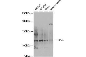 Western blot analysis of extracts of various cell lines, using TRPC4 antibody (ABIN6128868, ABIN6149576, ABIN6149577 and ABIN6222763) at 1:1000 dilution. (TRPC4 抗体  (AA 768-977))